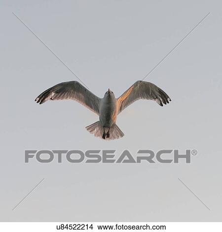 Seagull flying in the sky, Kenora, Lake of The Woods, Ontario, Canada View Large Photo Image Picture - Seagull flying in the sky, Kenora, Lake of The Woods, Ontario, Canada. Fotosearch