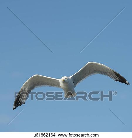 Seagull flying in the sky, Lake of The Woods, Ontario, Canada View Large Photo Image Picture - Seagull flying in the sky, Lake of The Woods, Ontario, Canada. Fotosearch