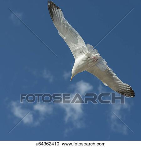 Seagull flying in the sky, Lake of The Woods, Ontario, Canada View Large Photo Image Stock Image - Seagull flying in the sky, Lake of The Woods, Ontario, Canada. Fotosearch
