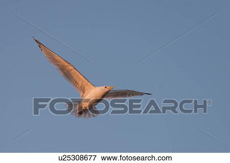 Seagull flying in the sky, Lake of The Woods, Ontario, Canada View Large Photo Image Stock Photo - Seagull flying in the sky, Lake of The Woods, Ontario, Canada. Fotosearch