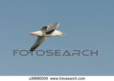 Seagull flying in the sky, Lake of The Woods, Ontario, Canada View Large Photo Image Stock Photo - Seagull flying in the sky, Lake of The Woods, Ontario, Canada. Fotosearch