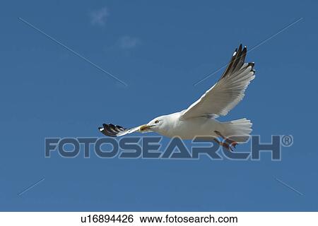 Stock Photograph - Seagull flying in the sky, Lake of The Woods, Ontario, Canada. Fotosearch