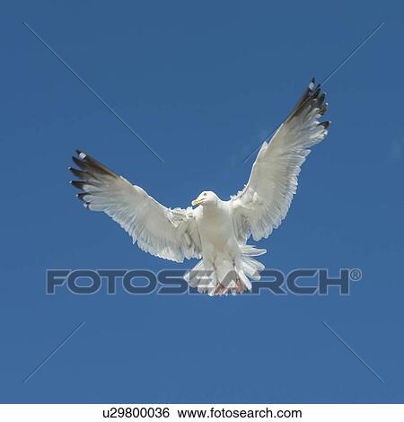 Seagull flying in the sky, Lake of The Woods, Ontario, Canada View Large Photo Image Stock Photograph - Seagull flying in the sky, Lake of The Woods, Ontario, Canada. Fotosearch
