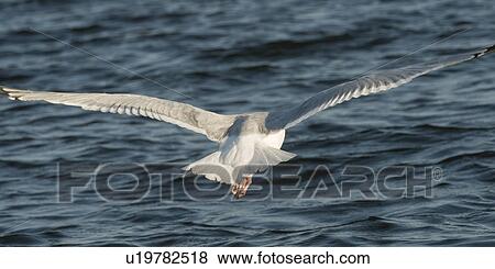 Seagull flying over a lake, Kenora, Lake of The Woods, Ontario, Canada View Large Photo Image Stock Photo - Seagull flying over a lake, Kenora, Lake of The Woods, Ontario, Canada. Fotosearch