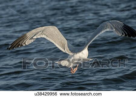 Seagull flying over a lake, Kenora, Lake of The Woods, Ontario, Canada View Large Photo Image Stock Photograph - Seagull flying over a lake, Kenora, Lake of The Woods, Ontario, Canada. Fotosearch