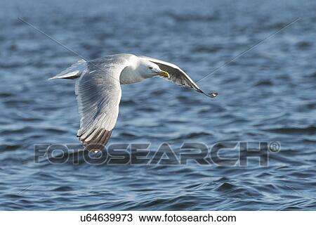 Stock Image - Seagull flying over a lake, Lake of The Woods, Ontario, Canada. Fotosearch
