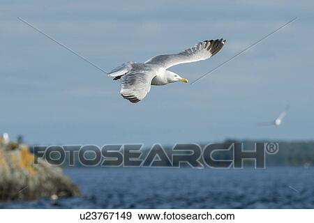 Stock Photo - Seagull flying over a lake, Lake of The Woods, Ontario, Canada. Fotosearch