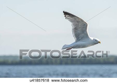 Stock Photo - Seagull flying over a lake, Lake of The Woods, Ontario, Canada. Fotosearch