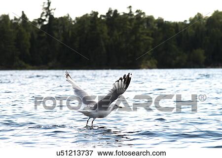 Seagull flying over a lake, Lake of The Woods, Ontario, Canada View Large Photo Image Stock Photo - Seagull flying over a lake, Lake of The Woods, Ontario, Canada. Fotosearch