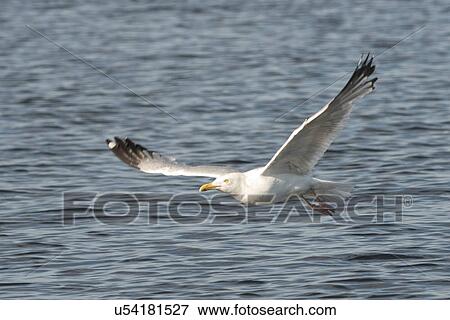 Seagull flying over a lake, Lake of The Woods, Ontario, Canada View Large Photo Image Stock Photo - Seagull flying over a lake, Lake of The Woods, Ontario, Canada. Fotosearch