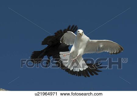 Stock Image - Seagull flying with a black bird in the background, Lake of The Woods, Ontario, Canada. Fotosearch
