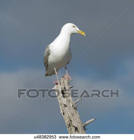 Stock Image - Seagull perching on tree stump, Kenora, Lake of The Woods, Ontario, Canada. Fotosearch
