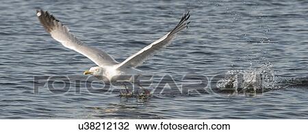 Seagull skimming over the water, Lake of The Woods, Ontario, Canada View Large Photo Image Stock Image - Seagull skimming over the water, Lake of The Woods, Ontario, Canada. Fotosearch