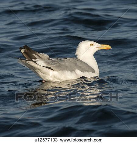 Stock Image - Seagull swimming in a lake, Kenora, Lake of The Woods, Ontario, Canada. Fotosearch