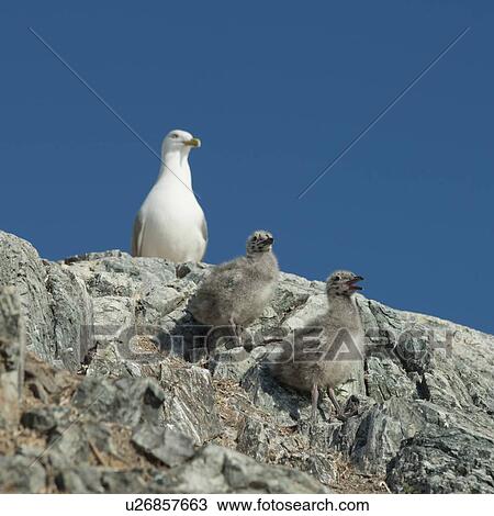Stock Image - Seagull with chicks at coast, Lake of The Woods, Ontario, Canada. Fotosearch