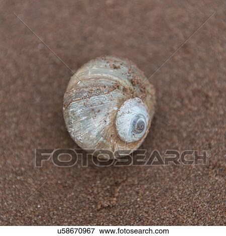 Stock Photo - Seashell on the beach, Victoria, Prince Edward Island, Canada. Fotosearch