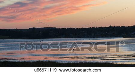 Seashore at sunset, North Rustico, Prince Edward Island, Canada View Large Photo Image Stock Photo - Seashore at sunset, North Rustico, Prince Edward Island, Canada. Fotosearch