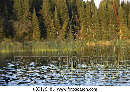Shoreline, Lake of The Woods, Ontario, Canada View Large Photo Image Stock Photography - Shoreline, Lake of The Woods, Ontario, Canada. Fotosearch