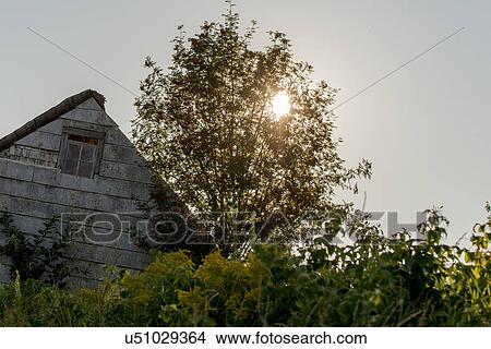 Picture - Sunlight through trees in North Rustico, Prince Edward Island, Canada. Fotosearch