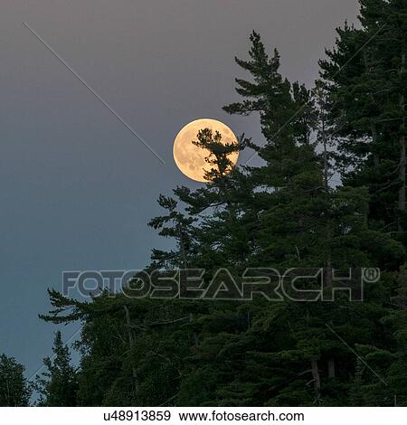 Stock Photo - Sunset over trees, Lake of The Woods, Ontario, Canada. Fotosearch