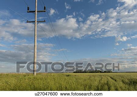 Stock Image - Telephone poles in a field, Lorette, Manitoba, Canada. Fotosearch