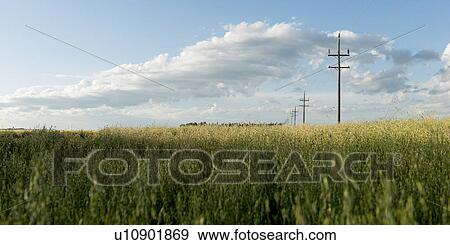 Stock Photo - Telephone poles in a field, Lorette, Manitoba, Canada. Fotosearch