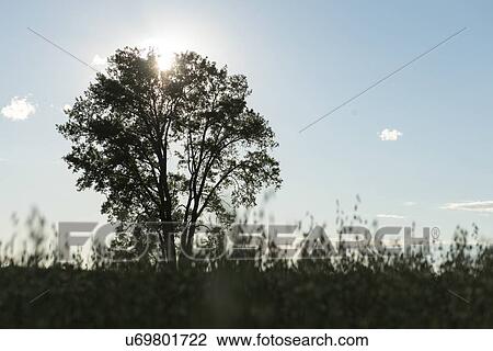 Tree with sunlight glowing behind it, Lake of The Woods, Manitoba, Canada View Large Photo Image Stock Image - Tree with sunlight glowing behind it, Lake of The Woods, Manitoba, Canada. Fotosearch