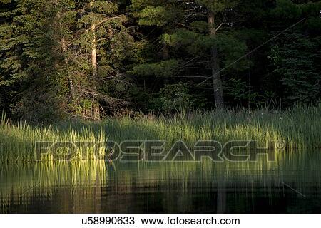Stock Image - Trees at the lakeside, Kenora, Lake of The Woods, Ontario, Canada. Fotosearch