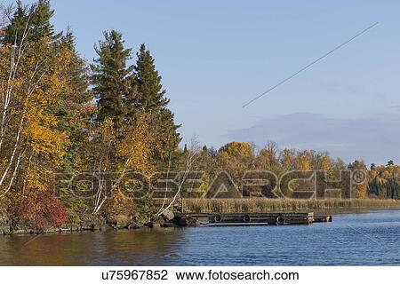 Stock Image - Trees at the lakeside, Kenora, Lake of The Woods, Ontario, Canada. Fotosearch
