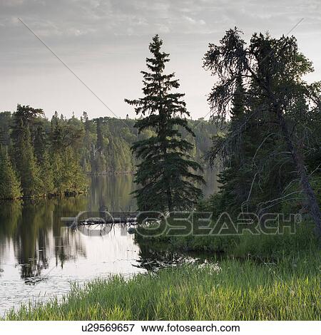 Stock Photo - Trees at the lakeside, Kenora, Lake of The Woods, Ontario, Canada. Fotosearch