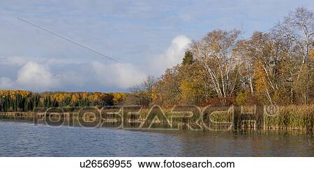 Stock Photography - Trees at the lakeside, Kenora, Lake of The Woods, Ontario, Canada. Fotosearch