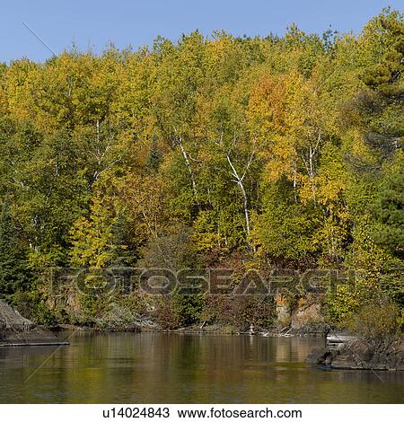 Stock Image - Trees at the lakeside, Lake of The Woods, Ontario, Canada. Fotosearch