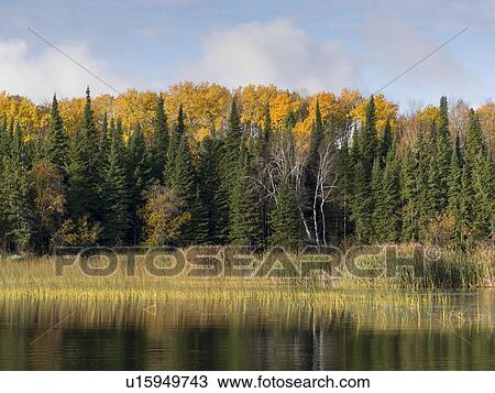 Trees at the lakeside, Lake of The Woods, Ontario, Canada View Large Photo Image Stock Image - Trees at the lakeside, Lake of The Woods, Ontario, Canada. Fotosearch