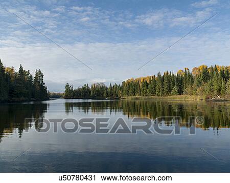 Trees at the lakeside, Lake of The Woods, Ontario, Canada View Large Photo Image Stock Image - Trees at the lakeside, Lake of The Woods, Ontario, Canada. Fotosearch