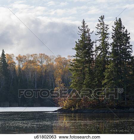 Stock Image - Trees at the lakeside, Lake of The Woods, Ontario, Canada. Fotosearch