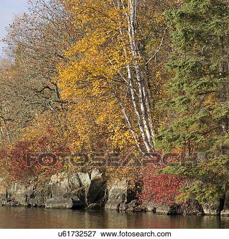 Trees at the lakeside, Lake of The Woods, Ontario, Canada View Large Photo Image Stock Photo - Trees at the lakeside, Lake of The Woods, Ontario, Canada. Fotosearch