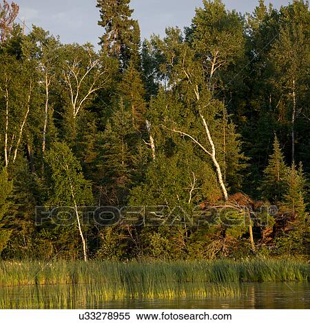 Stock Photography - Trees at the lakeside, Lake of The Woods, Ontario, Canada. Fotosearch