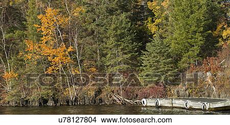 Picture - Trees at the shoreline, Lake of The Woods, Ontario, Canada. Fotosearch