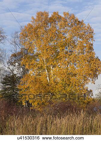 Trees in autumn, Lake of The Woods, Ontario, Canada View Large Photo Image Stock Photograph - Trees in autumn, Lake of The Woods, Ontario, Canada. Fotosearch