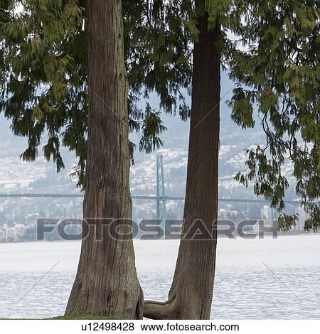 Trees with Lions Gate bridge in background, Vancouver, British Columbia, Canada View Large Photo Image Stock Photo - Trees with Lions Gate bridge in background, Vancouver, British Columbia, Canada. Fotosearch