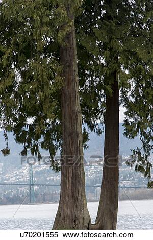 Stock Photography - Trees with Lions Gate Bridge in background, Vancouver, British Columbia, Canada. Fotosearch
