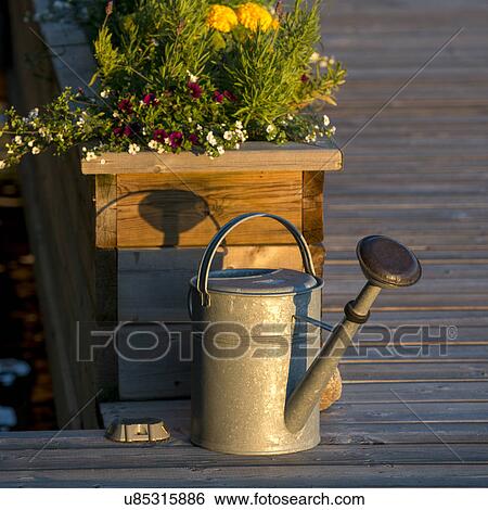 Watering can with flowering plants, Lake of The Woods, Ontario, Canada View Large Photo Image Stock Photograph - Watering can with flowering plants, Lake of The Woods, Ontario, Canada. Fotosearch
