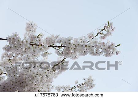 Stock Image - White cherry blossoms, Vancouver, British Columbia, Canada. Fotosearch