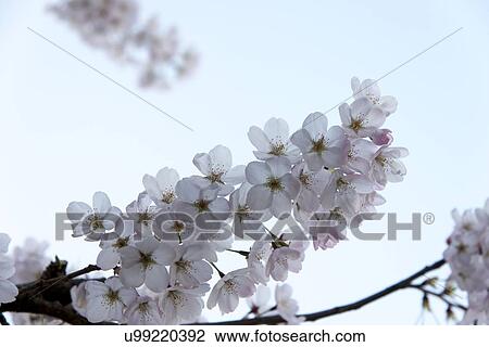 White cherry blossoms, Vancouver, British Columbia, Canada View Large Photo Image Stock Image - White cherry blossoms, Vancouver, British Columbia, Canada. Fotosearch