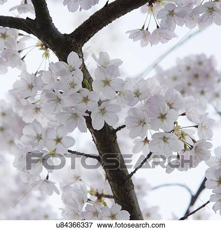 Stock Photo - White cherry blossoms, Vancouver, British Columbia, Canada. Fotosearch