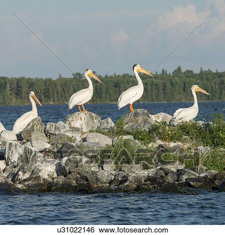 Stock Photograph - White pelicans at lake, Lake of The Woods, Ontario, Canada. Fotosearch