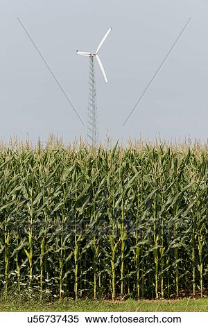 Wind turbine in corn field, Summerside, Prince Edward Island, Canada View Large Photo Image Stock Photography - Wind turbine in corn field, Summerside, Prince Edward Island, Canada. Fotosearch