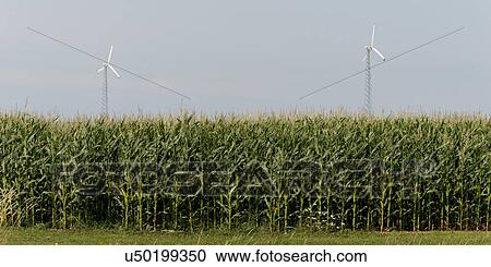 Stock Image - Wind turbines in corn field, Summerside, Prince Edward Island, Canada. Fotosearch