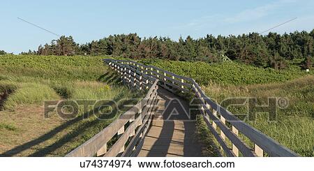 Picture - Wooden walkway through Cavendish Dunelands Trail, Green Gables, Prince Edward Island, Canada. Fotosearch