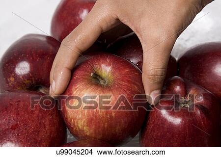 A woman picking an apple View Large Photo Image Picture - A woman picking an apple . Fotosearch